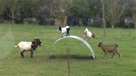 WATCH: Goats Entertain Themselves On Bendy Metal